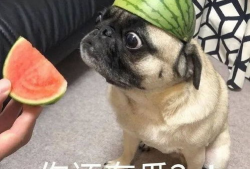 带你吃瓜爆料表情包图片,带你一图览尽“带你吃瓜爆料”表情包背后的趣味故事